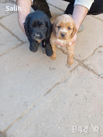 кокер шпаньол , снимка 3 - Кокер шпаньол - 54158013