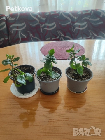 Мушката и каланхое, снимка 3 - Стайни растения - 54211306