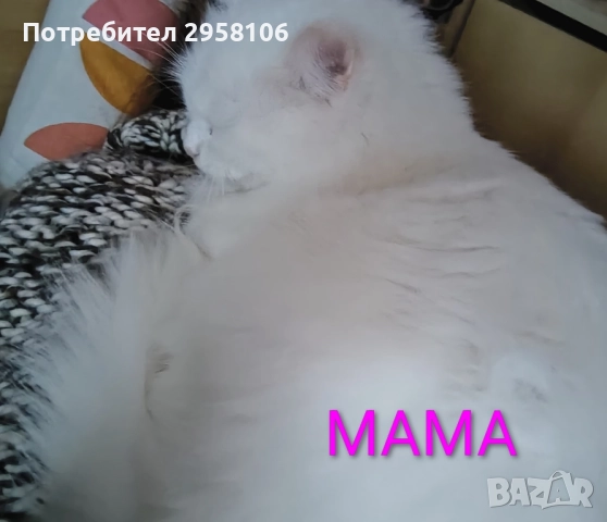коте, снежно бяло момче, 8 мес., снимка 15 - Британска късокосместа - 51471264