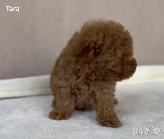 Пудел той, снимка 4 - Пудели - 54154911