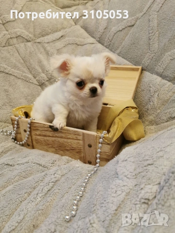 Чихуахуа , снимка 9 - Чихуахуа - 47738532