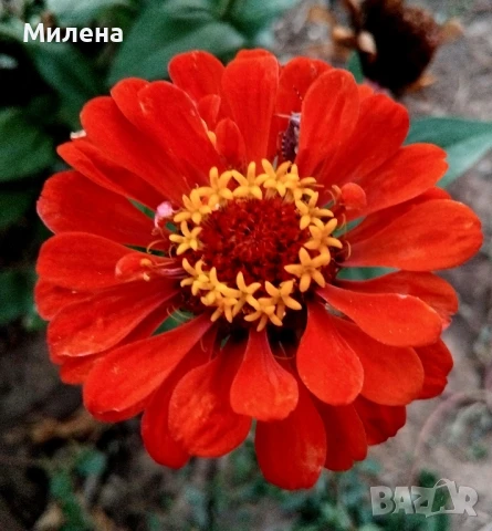 Семена за едногодишни цветя , снимка 9 - Сортови семена и луковици - 51341019