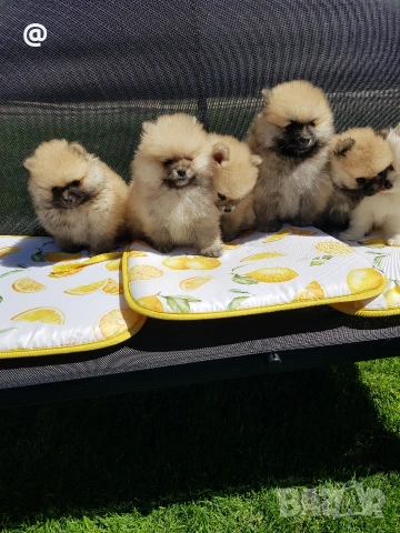 Померан померани Гр. София