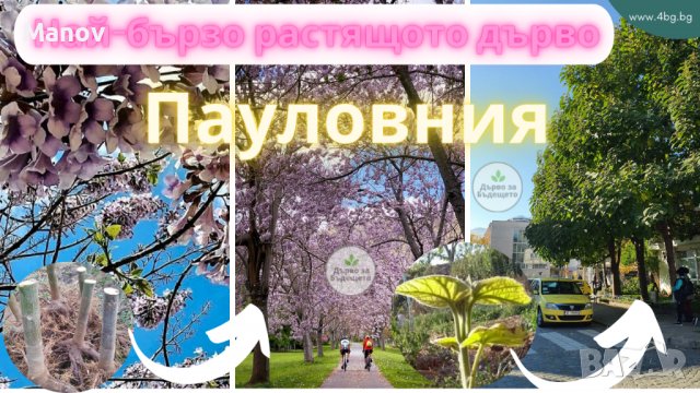 Най-бързорастящото дърво Пауловния, снимка 9 - Градински цветя и растения - 33835727