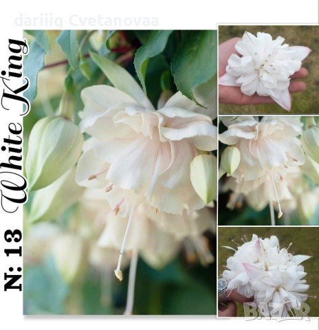 Фуксия за Градинска3.85€ и Каскадна 2.90€, снимка 6 - Градински цветя и растения - 54205891