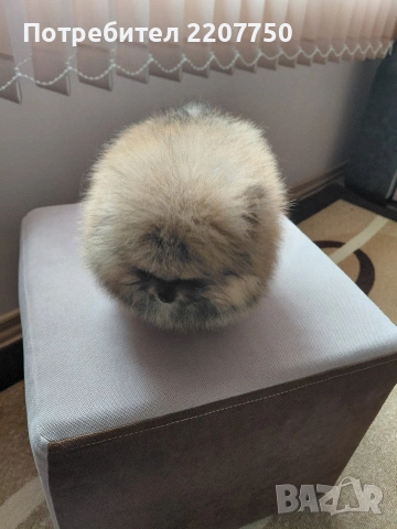 продавам померан , снимка 2 - Померан - 53224550