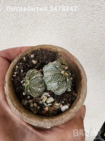 Двуглав астрофитум, снимка 2 - Стайни растения - 50418388