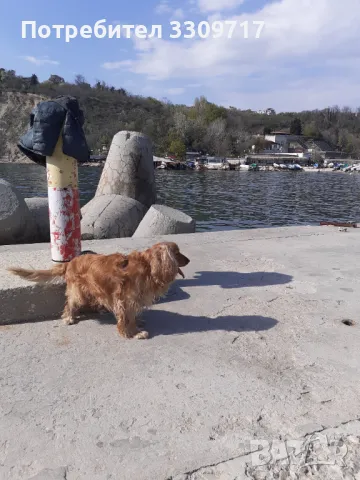 Мъжки  кокер шпаньол търси партньорка. , снимка 3 - Кокер шпаньол - 49477082