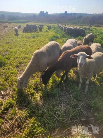 Продавцам овце, кози, ярета