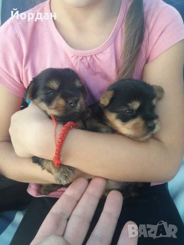 йорки / йоркита * Оферта* , снимка 12 - Йоркширски териер - 21710481