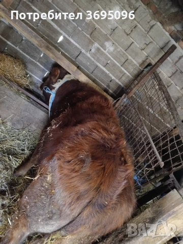 Продавам две телета мъжки , снимка 5 - Крави - 54182485