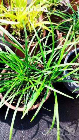 Промо пакет от 5 бр Декоративни треви, снимка 10 - Градински цветя и растения - 51779204