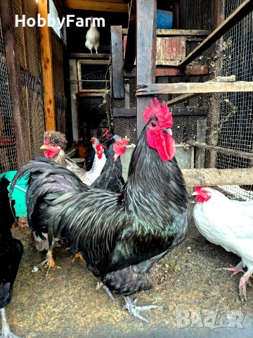 разплодни яйца от Австралорп и Кръстоски, снимка 2 - други­ - 54248171