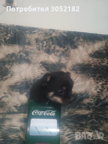 Свободни момчета чихуахуа , снимка 8 - Чихуахуа - 52656105