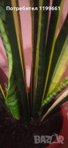 Сансевиера ( индийски меч), снимка 4 - Стайни растения - 52393677