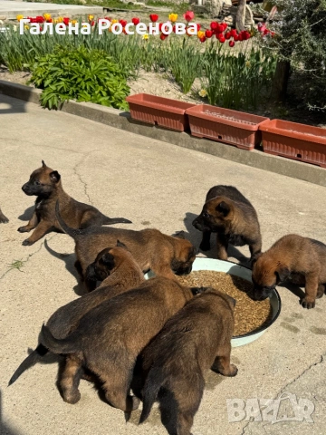 Белгийска овчарка Малиноа, снимка 5 - Белгийска овчарка - 54258738