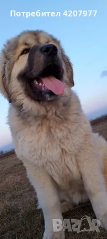 Кавказки овчарки , снимка 10 - Кавказка овчарка - 46973377