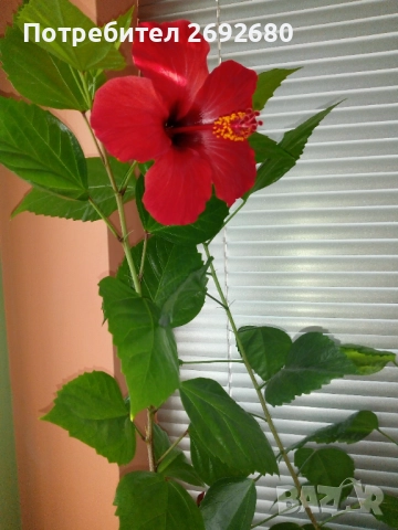 Китайска роза/хибискус/видове/стайно растение , снимка 10 - Стайни растения - 51079081
