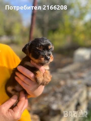 Йоркширски териер , снимка 4 - Йоркширски териер - 52141304