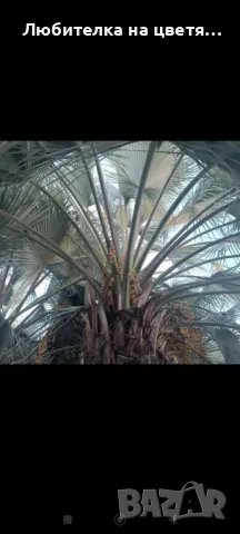 семена Брахея Армата 2 евро за брой