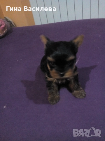 мини  йоркширски териер