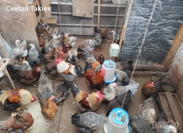 Катунски яйца, кокошки и петли, снимка 12 - други­ - 32540010