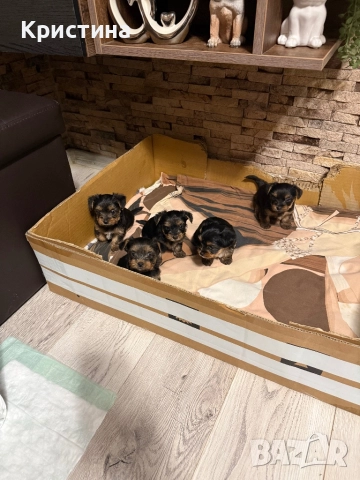 Мини йоркширски териер, снимка 3 - Йоркширски териер - 52559740