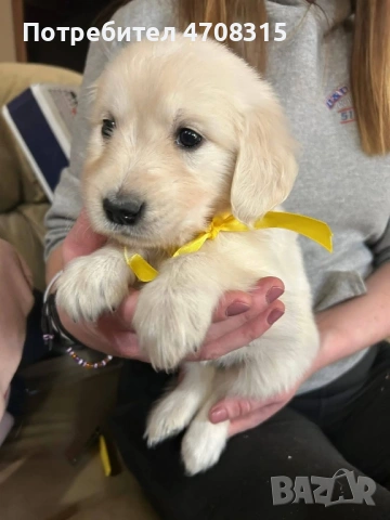 Голдън ретривър момченце родословен баща