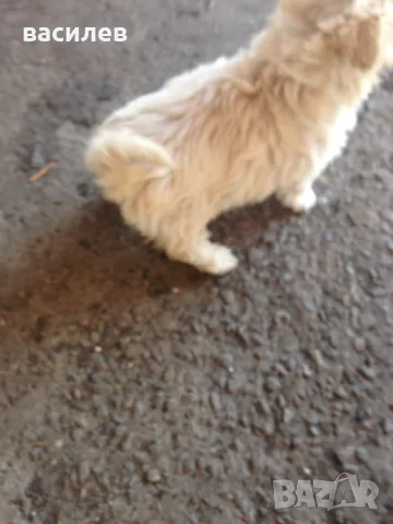 болонки, снимка 1