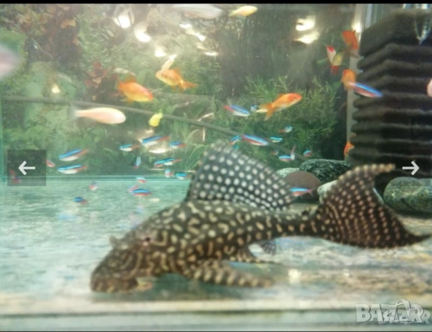 Продавам растения Пистия и други, снимка 5 - Други - 53020473