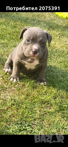 Топ Американско були покет American bully , снимка 8 - Други - 55673088