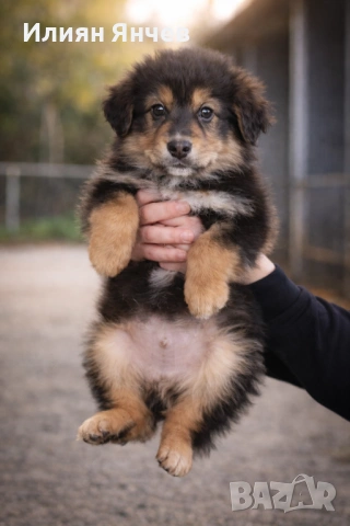 Подаряват се , снимка 5 - Каракачанска овчарка - 53285995