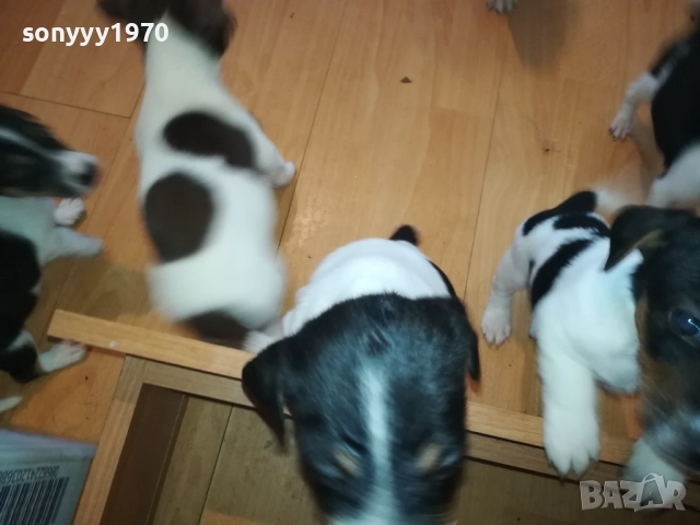 ДЖАКОВЕ-БЕБЕТА Х 250ЛВ ЗА БРОЙ 2109251816, снимка 10 - Джак ръсел териер - 51788209