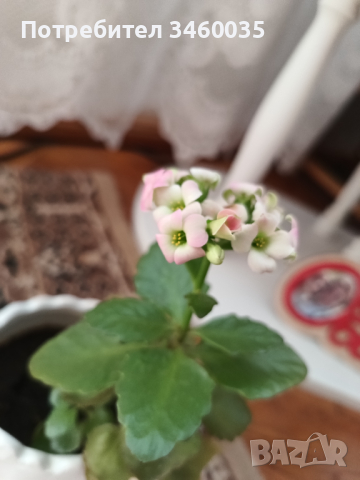 Каланхое, снимка 1 - Градински цветя и растения - 44803752
