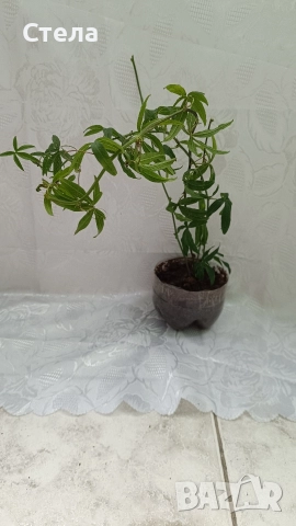 Пасифлора, бял Бенджамин, Сансевиера, мексиканска мента, Копривка , снимка 12 - Градински цветя и растения - 51170707