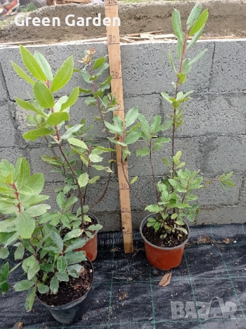 Ягодово Дърбо Арбутус , снимка 2 - Градински цветя и растения - 52359823