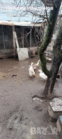 продава крякащи патки 3бр., снимка 5 - други­ - 54071337