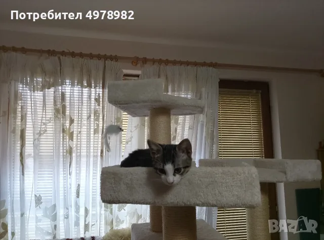 Подарявам малки котенца, снимка 7 - Други - 56507980