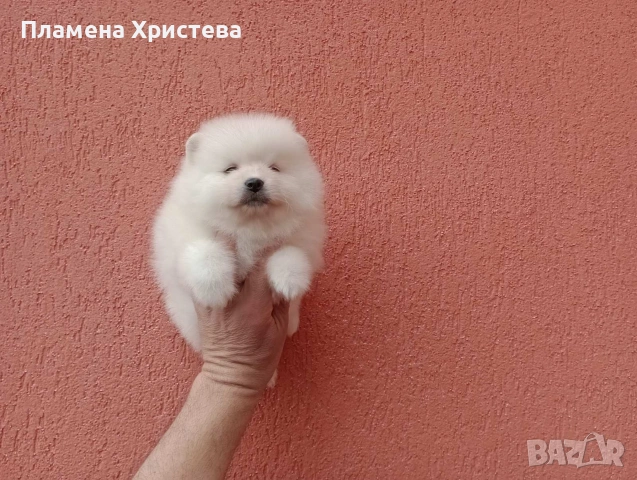 Померани.Реални снимки от 29.03.26 г