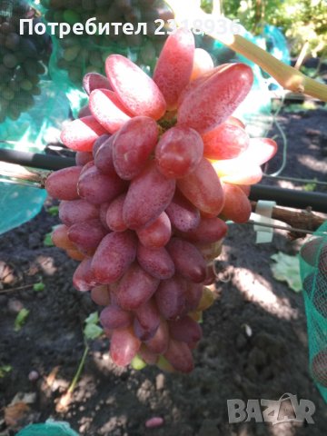 Десертни сортове грозде., снимка 11 - Разсади - 38898244