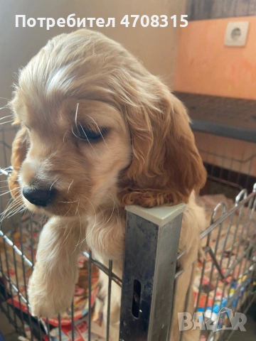 Кокер шпаньол игриво момче ваксина