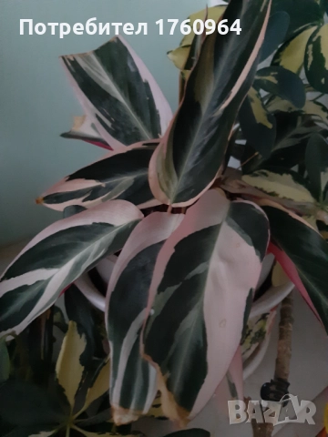 Фикус "Бенжамин",Аглаонема силвер,, снимка 5 - Стайни растения - 42361923