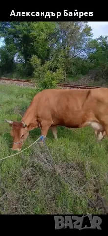 Джърсей дойна , снимка 1