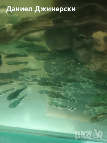 Обикновен Анцуструс , снимка 3 - Рибки - 54003486