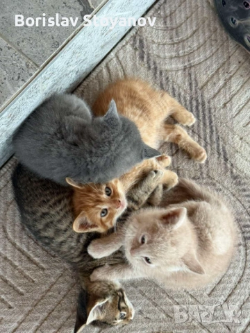 Подаряваме прекрасни малки котенца, снимка 7 - Други - 54322334