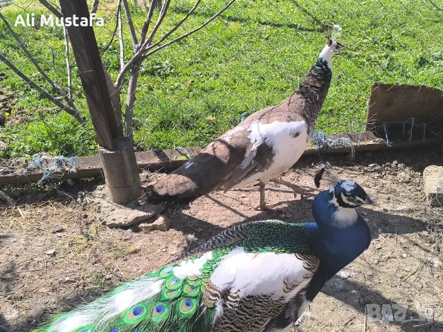 ПАУНИ АРЛЕКИН , снимка 6 - други­ - 49967747