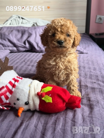 Пудел той , снимка 5 - Пудели - 52774395