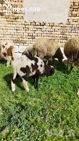 МЪЖКО АГНЕ , снимка 3 - Овце - 54152082