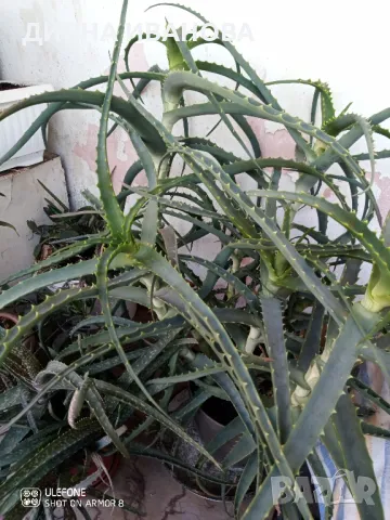ЖЪЛТА КЛИВИЯ, АЛОЕ ARBORESCENS И АЛОЕ BARBADENSIS., снимка 14 - Стайни растения - 49868477