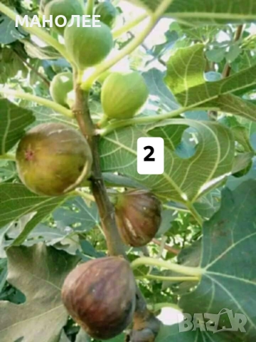 50 РЕЗНИКА В ЕДИН ПАКЕТ /видове по избор/ ЗА 20 ЛВ., снимка 3 - Градински цветя и растения - 51618754